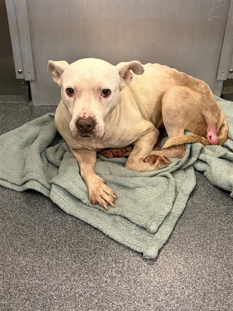 China, a Pit Bull Terrier (mix breed), available for adoption