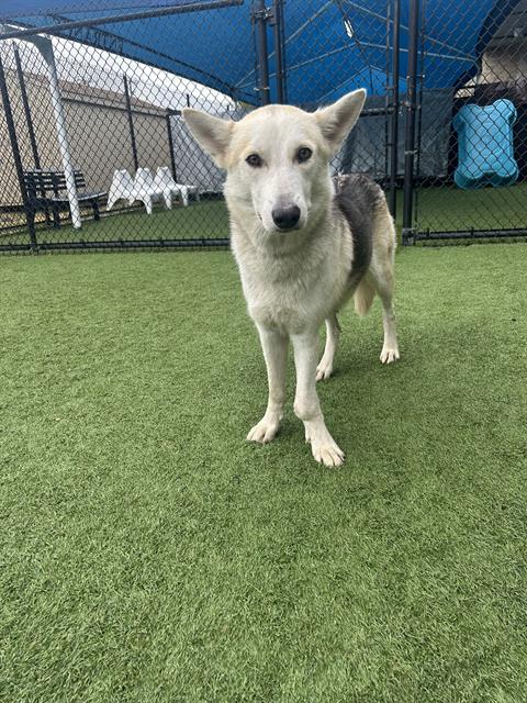 Tabitha, a Siberian Husky (mix breed), available for adoption