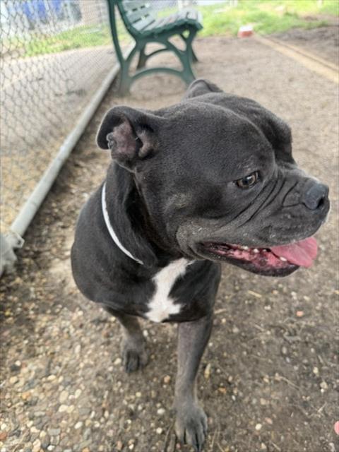 Zinnia, a American Bulldog (mix breed), available for adoption