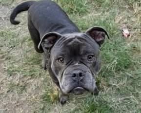 Zinnia, a American Bulldog (mix breed), available for adoption