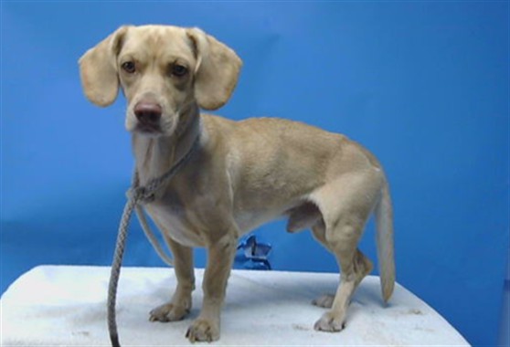 A5804283, a Beagle, available for adoption