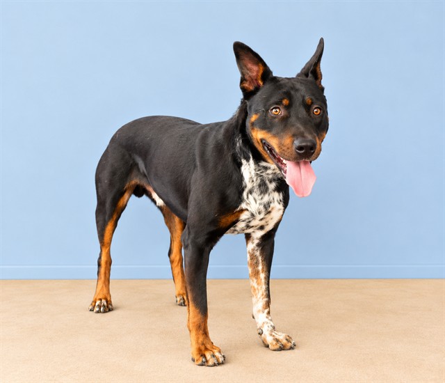 Sgt Flint, a Rottweiler, available for adoption
