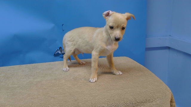 A5804582, a Chihuahua, available for adoption
