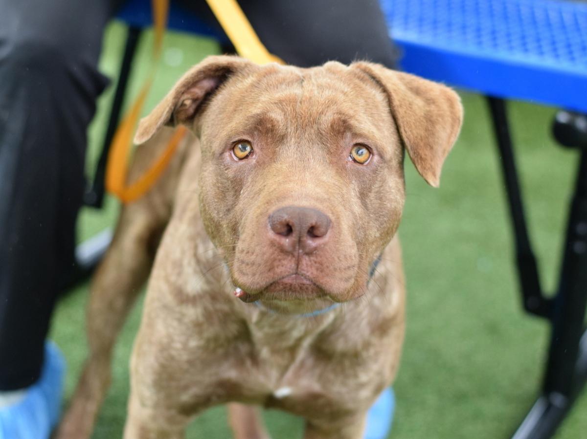 Zucchini, a Pit Bull Terrier, available for adoption