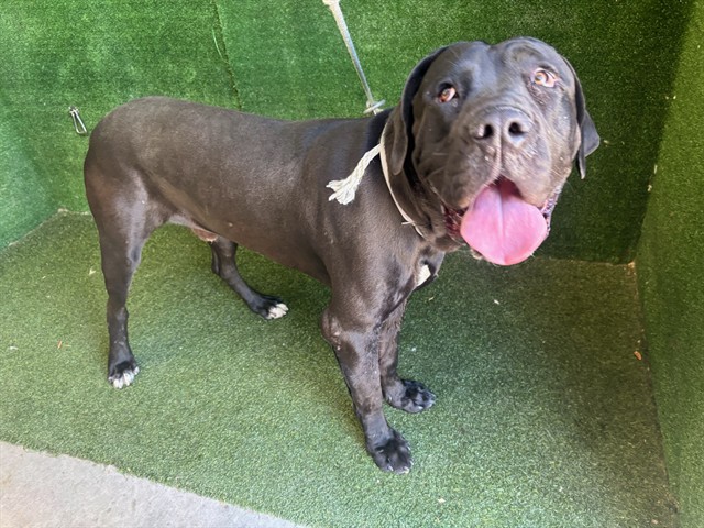 Zane, a Cane Corso Mastiff, available for adoption