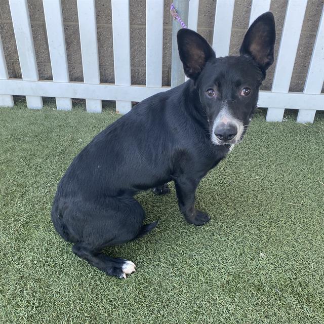 Bunny, a Border Collie, available for adoption