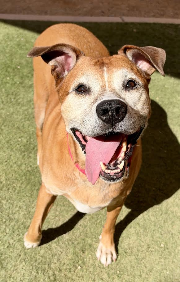 Truffles, a American Staffordshire Terrier, available for adoption