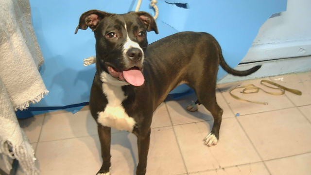 Rose, a Bullmastiff, available for adoption