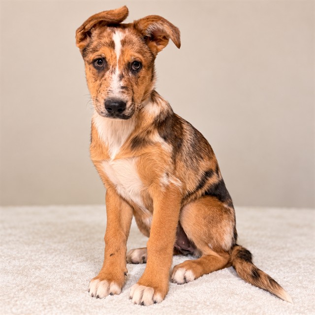 Muriel, a German Shepherd, available for adoption