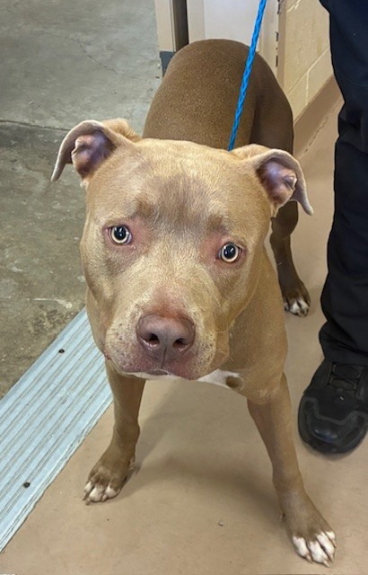 Mr Brown, a Pit Bull Terrier (mix breed), available for adoption
