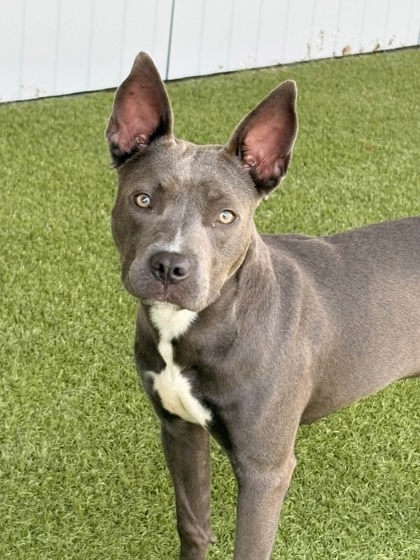 Tiki, a Pit Bull Terrier, available for adoption