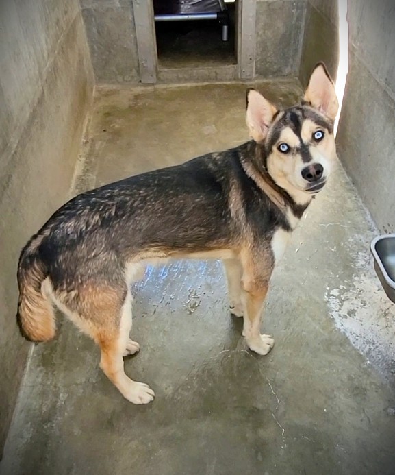 Rex, a Siberian Husky, available for adoption