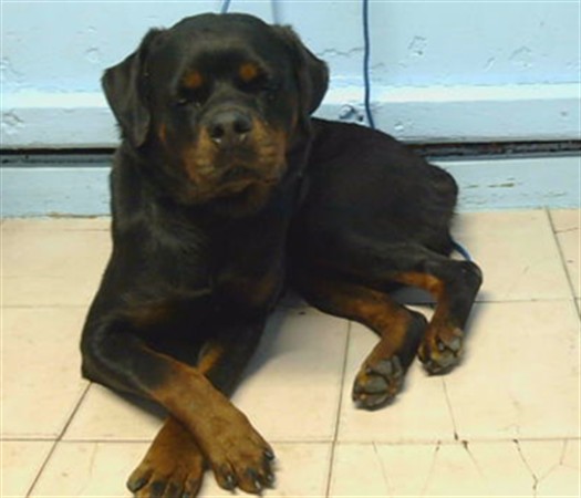 A5807590, a Rottweiler, available for adoption