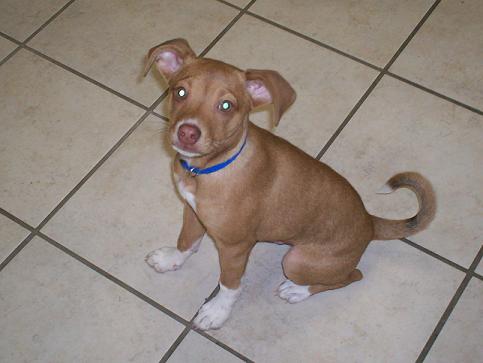 Other Photos of thie Dog