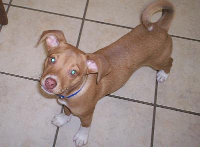 Other Photos of thie Dog