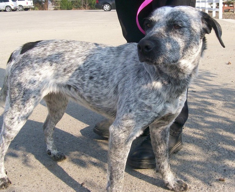 Other Photos of thie Dog