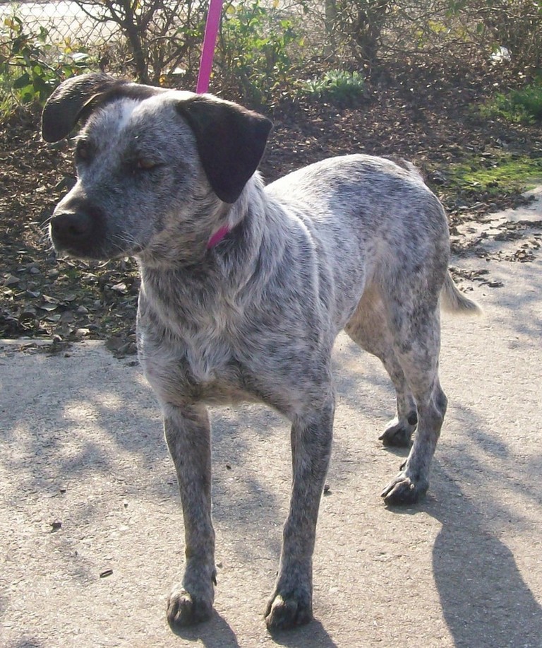 Other Photos of thie Dog