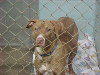 Main Photo of this Dog
