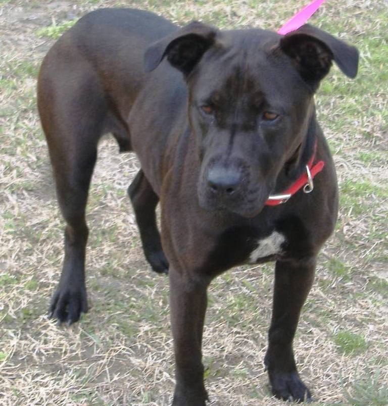 Other Photos of thie Dog