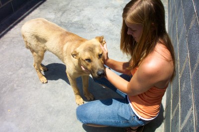 Other Photos of thie Dog