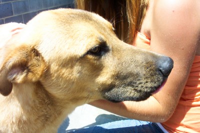 Other Photos of thie Dog