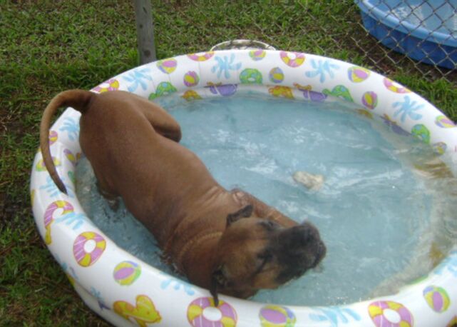 Other Photos of thie Dog