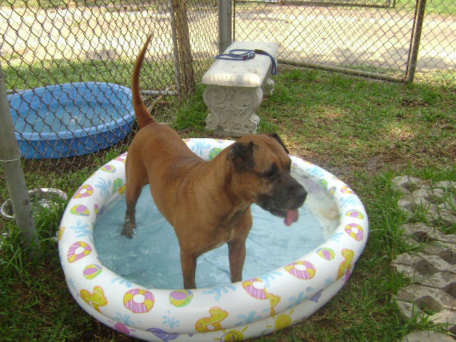 Other Photos of thie Dog