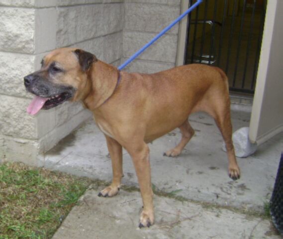 Other Photos of thie Dog