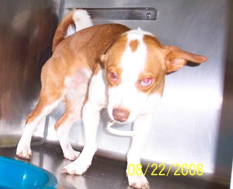 Other Photos of thie Dog