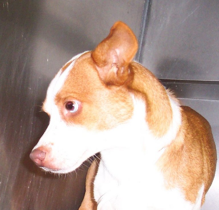 Other Photos of thie Dog