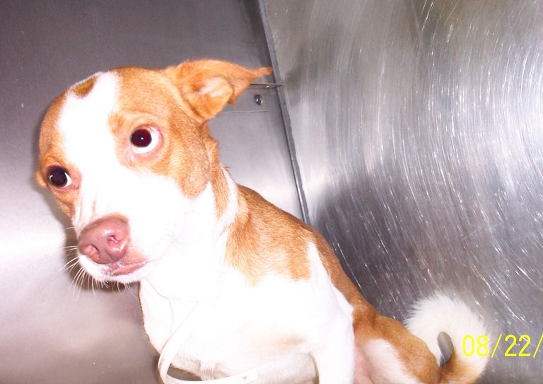 Other Photos of thie Dog