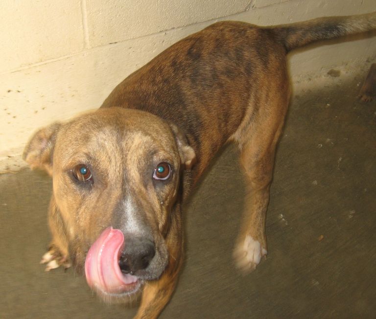 Other Photos of thie Dog