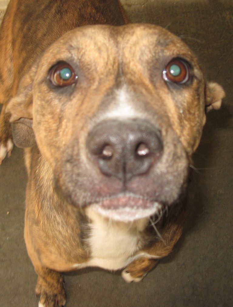 Other Photos of thie Dog
