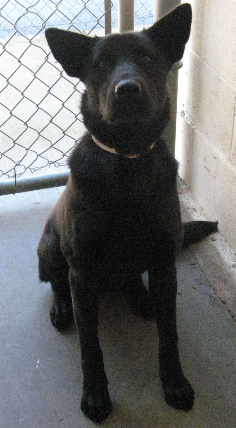 Other Photos of thie Dog