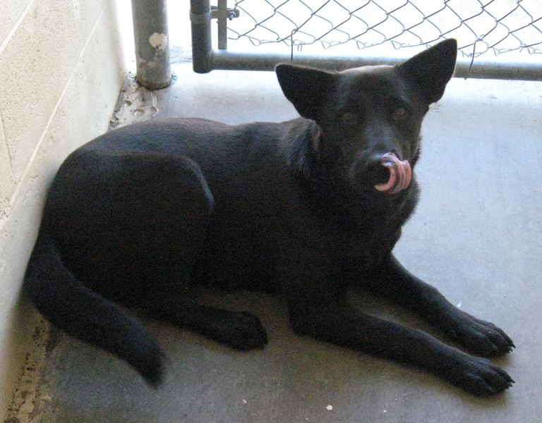 Other Photos of thie Dog