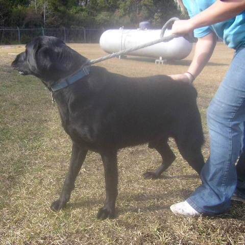 Other Photos of thie Dog