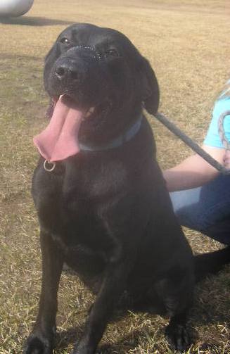 Other Photos of thie Dog