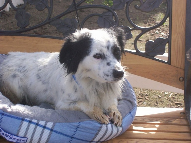 Other Photos of thie Dog
