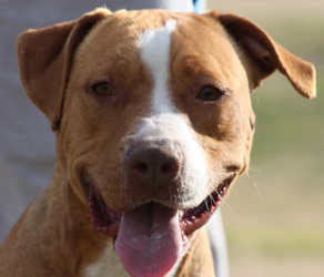 Other Photos of thie Dog