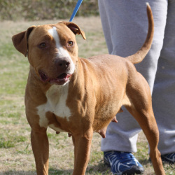 Other Photos of thie Dog