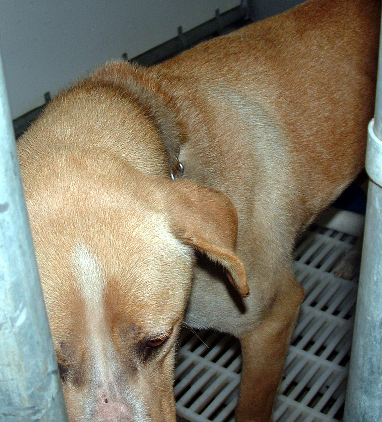 Other Photos of thie Dog