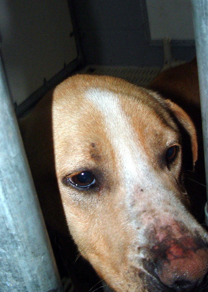 Other Photos of thie Dog