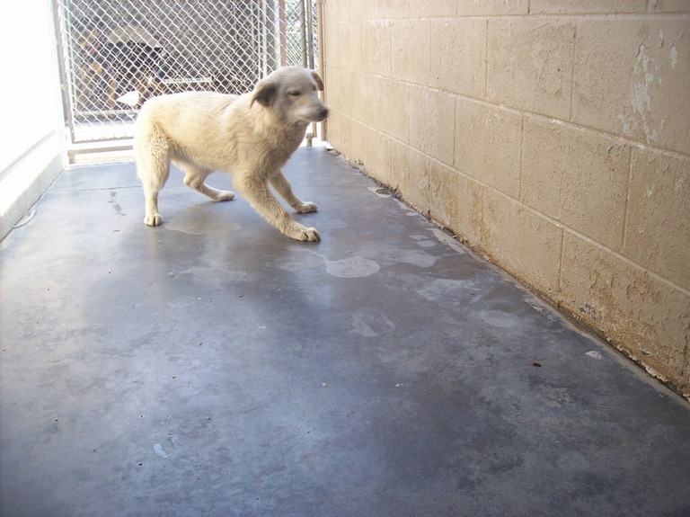 Other Photos of thie Dog