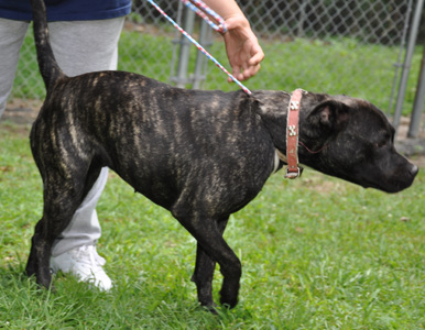 Other Photos of thie Dog