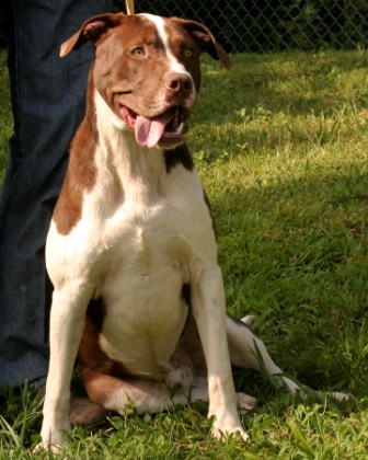 Other Photos of thie Dog