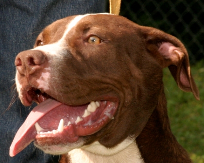 Other Photos of thie Dog