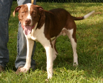 Other Photos of thie Dog