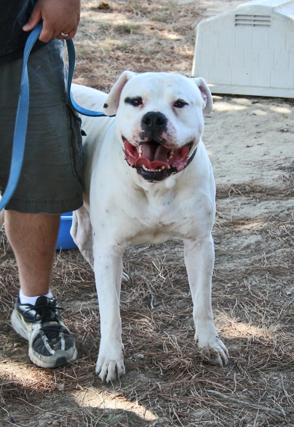 Other Photos of thie Dog