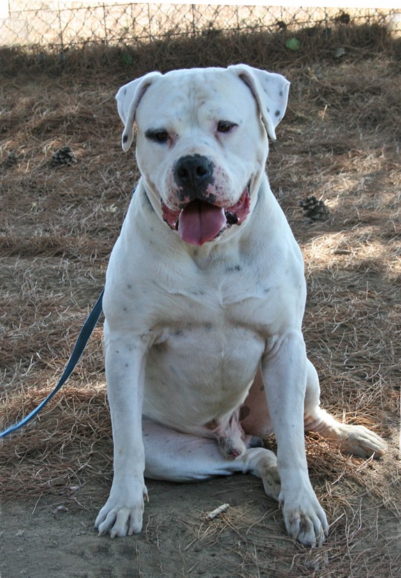 Other Photos of thie Dog
