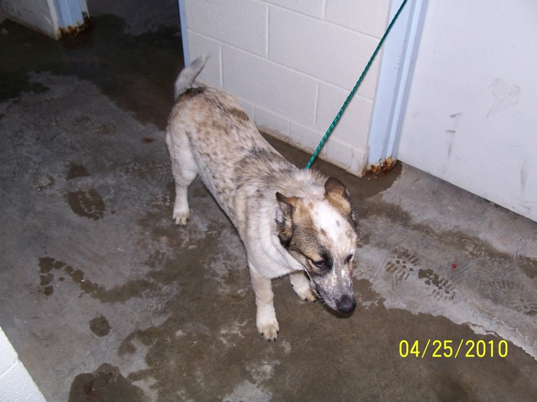 Other Photos of thie Dog